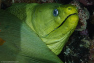Green Moray (Gymnothorax funebris)