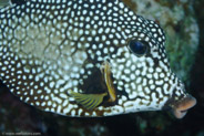 Smooth Trunkfish (Lactophrys triqueter)