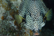 Smooth Trunkfish (Lactophrys triqueter)