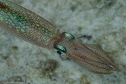Caribbean Reef Squid (Sepioteuthis sepioidea)