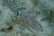 Caribbean Reef Squid (Sepioteuthis sepioidea)