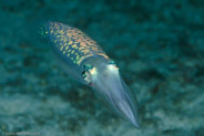 Caribbean Reef Squid (Sepioteuthis sepioidea)