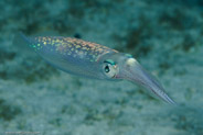 Caribbean Reef Squid (Sepioteuthis sepioidea)