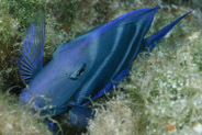 Blue Tang (Acanthurus coeruleus)