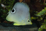 Foureye Butterflyfish (Chaetodon capistratus)