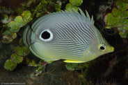 Foureye Butterflyfish (Chaetodon capistratus)