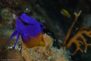 Fairy Basslet (Gramma loreto)