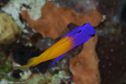 Fairy Basslet (Gramma loreto)