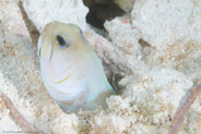 Yellowhead Jawfish (Opistognathus aurifrons)