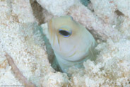 Yellowhead Jawfish (Opistognathus aurifrons)