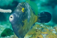 Whitespotted Filefish (Cantherhines macroceros)