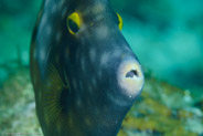 Whitespotted Filefish (Cantherhines macroceros)