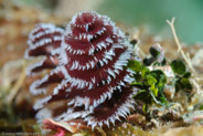 Christmas Tree Worm (Spirobranchus giganteus)