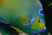 Queen Angelfish (Holacanthus ciliaris)