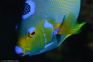 Queen Angelfish (Holacanthus ciliaris)