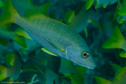 Schoolmaster (Lutjanus apodus)