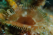 Brown Fanworm (Notaulax nudicollis)