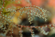 Algae Hydroid (Halocordyle disticha)