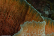 Azure Vase Sponge (Callyspongia plicifera)