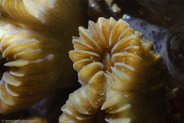 Elliptical Star Coral (Dichocoenia stokesi)