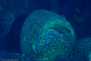 Goliath Grouper (Epinephelus itajara)