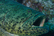 Goliath Grouper (Epinephelus itajara)