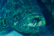 Goliath Grouper (Epinephelus itajara)