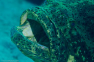 Goliath Grouper (Epinephelus itajara)