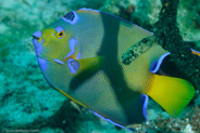 Queen Angelfish (Holacanthus ciliaris)