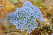 Lettuce Sea Slug (Elysia crispata)