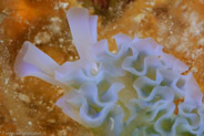 Lettuce Sea Slug (Elysia crispata)