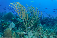 Sea Rod (Plexaurella sp.)