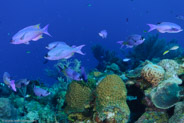 Creole Wrasse (Clepticus parrae)