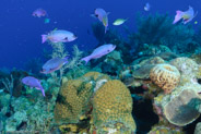 Creole Wrasse (Clepticus parrae)