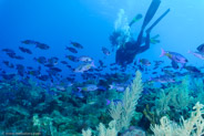 Creole Wrasse (Clepticus parrae)