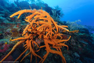 Scattered Pore Rope Sponge? (Aplysina fulva)
