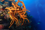 Scattered Pore Rope Sponge? (Aplysina fulva)