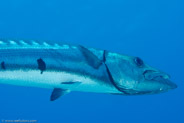 Great Barracuda (Sphyraena barracuda)