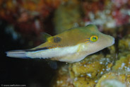 Sharpnose Puffer (Canthigaster rostrata)