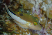 Sharpnose Puffer (Canthigaster rostrata)