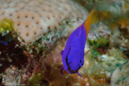Fairy Basslet (Gramma loreto)
