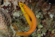 Yellowhead Wrasse  (Halichoeres garnoti)