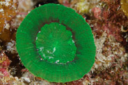 Solitary Disk Coral (Scolymia wellsi)