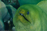 Green Moray (Gymnothorax funebris)