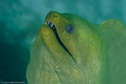 Green Moray (Gymnothorax funebris)