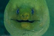 Green Moray (Gymnothorax funebris)