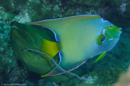 Queen Angelfish (Holacanthus ciliaris)