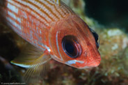 Squirrelfish (Holocentrus adscensionis)