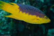 Spanish Hogfish (Bodianus rufus)