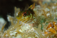 Saddled Blenny(Malacoctenus triangulatus)